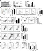 GAPDH Loading Control Antibody in Western Blot (WB)