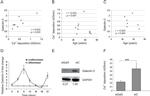 GAPDH Loading Control Antibody in Western Blot (WB)