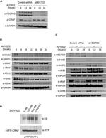 GAPDH Loading Control Antibody in Western Blot (WB)