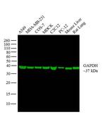GAPDH Loading Control Monoclonal Antibody (GA1R), DyLight™ 800 4X PEG