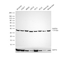 GAPDH Loading Control Monoclonal Antibody (GA1R), HRP