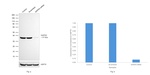 GAPDH Loading Control Antibody
