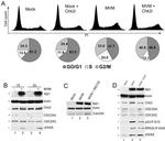 beta Actin Loading Control Antibody in Western Blot (WB)