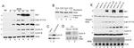 beta Actin Loading Control Antibody in Western Blot (WB)