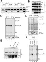 beta Actin Loading Control Antibody in Western Blot (WB)