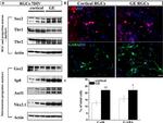 beta Actin Loading Control Antibody in Western Blot (WB)