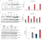 beta Actin Loading Control Antibody in Western Blot (WB)