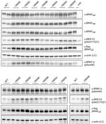 beta Actin Loading Control Antibody in Western Blot (WB)