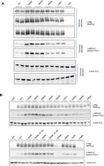 beta Actin Loading Control Antibody in Western Blot (WB)