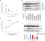 beta Actin Loading Control Antibody in Western Blot (WB)