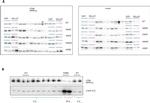 beta Actin Loading Control Antibody in Western Blot (WB)