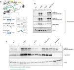 beta Actin Loading Control Antibody in Western Blot (WB)