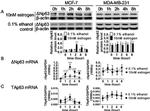beta Actin Loading Control Antibody in Western Blot (WB)