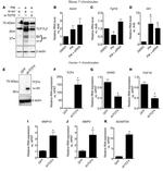 beta Actin Loading Control Antibody in Western Blot (WB)