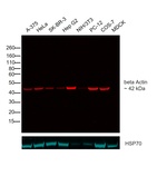 beta Actin Loading Control Antibody in Western Blot (WB)