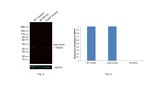 beta Actin Loading Control Antibody in Western Blot (WB)