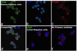 CD19 Antibody in Immunocytochemistry (ICC/IF)