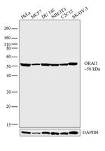 ORAI1 Antibody in Western Blot (WB)