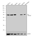Fyn Monoclonal Antibody (2H8)