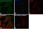 Alpha-Smooth Muscle Actin Monoclonal Antibody (4A4)