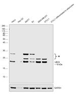 UBC9 Antibody in Western Blot (WB)
