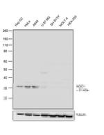 NQO1 Monoclonal Antibody (1A11)