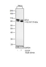 OPA1 Antibody