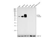 CD79a Antibody in Western Blot (WB)