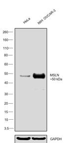 Mesothelin Antibody in Western Blot (WB)