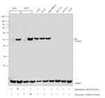 p53 Antibody in Western Blot (WB)