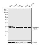 GADD45A Monoclonal Antibody (D.81.E)