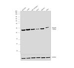 RhoGDI Antibody in Western Blot (WB)
