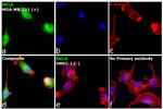 MELK Antibody in Immunocytochemistry (ICC/IF)