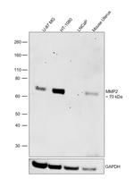 MMP2 Monoclonal Antibody (4D1E2)
