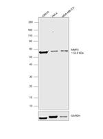 MMP3 Monoclonal Antibody (4F10)