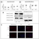 PIWIL4 Antibody in Immunocytochemistry (ICC/IF)