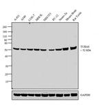 TUBA8 Antibody in Western Blot (WB)