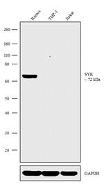 Syk Antibody in Western Blot (WB)