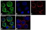 Syk Antibody in Immunocytochemistry (ICC/IF)