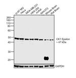 CK1 epsilon Antibody in Western Blot (WB)