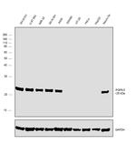 PGP9.5 Antibody