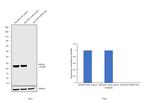 PGP9.5 Antibody