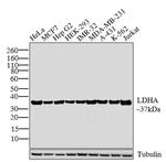 LDHA Antibody in Western Blot (WB)