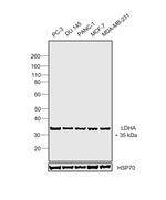 LDHA Antibody in Western Blot (WB)