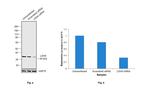 LDHA Antibody in Western Blot (WB)