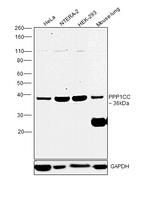 PP1 gamma Antibody in Western Blot (WB)