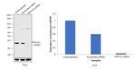 PP1 gamma Antibody