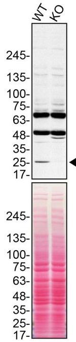 Cathepsin H Antibody