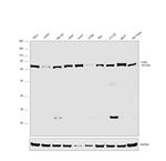 Coilin Antibody in Western Blot (WB)