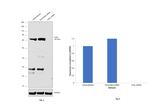 Coilin Antibody in Western Blot (WB)